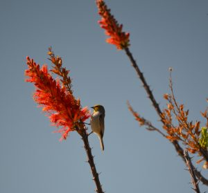 DSC_0263_3